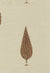 Cypress - Coffee/Red Swatch